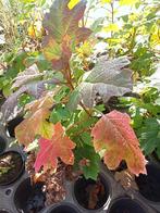 Hydrangea quercifolia snowflake, Tuin en Terras, Ophalen