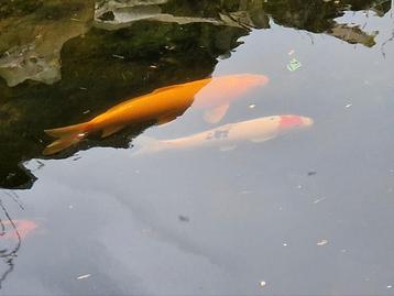 Japanse koi Karashigoi 30cm beschikbaar voor biedingen