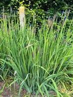 Grote Iris struik, Jardin & Terrasse, Plantes | Jardin, Enlèvement, Autres espèces, Plante fixe