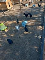 Broedeieren ayam cemani, Dieren en Toebehoren, Pluimvee