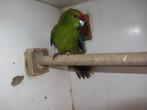 kakariki's (5), Animaux & Accessoires, Oiseaux | Perruches & Perroquets, Plusieurs animaux, Perruche