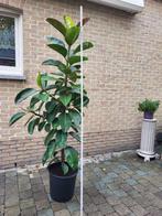 huiskamerplant Indische rubberplamt, Jardin & Terrasse, Plantes | Arbres, En pot, Plein soleil, Autres espèces, Enlèvement