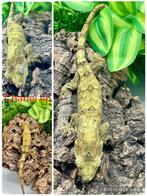 Chahoua pine island juvenile male uit usaimport + terrarium