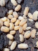 Cristarmadillidium muricatum isopods, Dieren en Toebehoren, Overige soorten