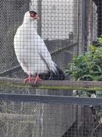 Witte oorfazant hen fazanten, Animaux & Accessoires, Volatiles, Femelle, Autres espèces