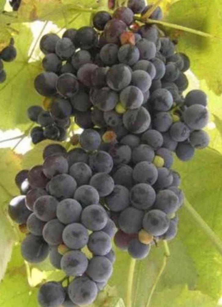 Druivelaar, Tuin en Terras, Planten | Fruitbomen, Volle zon, Ophalen