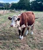 Hereford 4 stuks, Dieren en Toebehoren, Runderen, Mannelijk, 0 tot 2 jaar