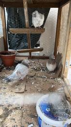 Drie duiven-Gratis, Dieren en Toebehoren, Vogels | Duiven