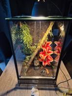 4x Wimpergekko ongesext met terrarium, Enlèvement