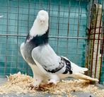Takla Tumbler Pigeons, Pigeon culbutant ou Roller, Plusieurs animaux