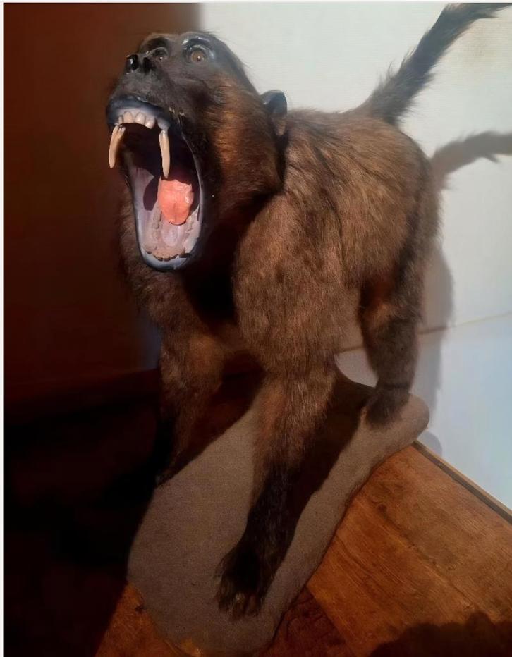 Taxidermie : volledig opgezette baviaan + cites documenten, Collections, Collections Animaux, Comme neuf, Animal empaillé, Animal sauvage