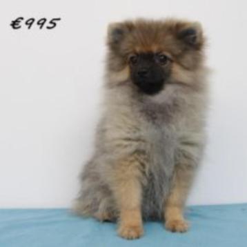 Keesjes puppy's te koop beschikbaar voor biedingen