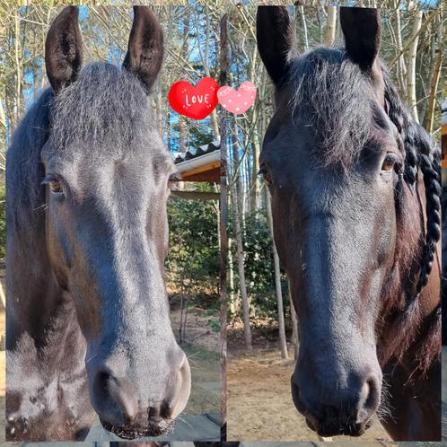 Bijrijder gezocht serieus iemand jonge paarden, Dieren en Toebehoren, Paarden