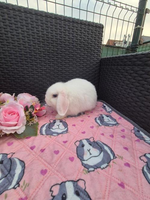 Minilop BEW rammetje, Dieren en Toebehoren, Konijnen, Dwerg, Mannelijk, 0 tot 2 jaar, Hangoor