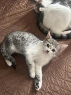 Katjes, Poes, 0 tot 2 jaar