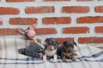 Jack russell pupys, België, Particulier, Jack Russell Terriër, 8 tot 15 weken