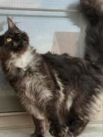 In optie tot Zondag! Maine Coon  katertje met stamboom!, Kater, Gechipt, 0 tot 2 jaar