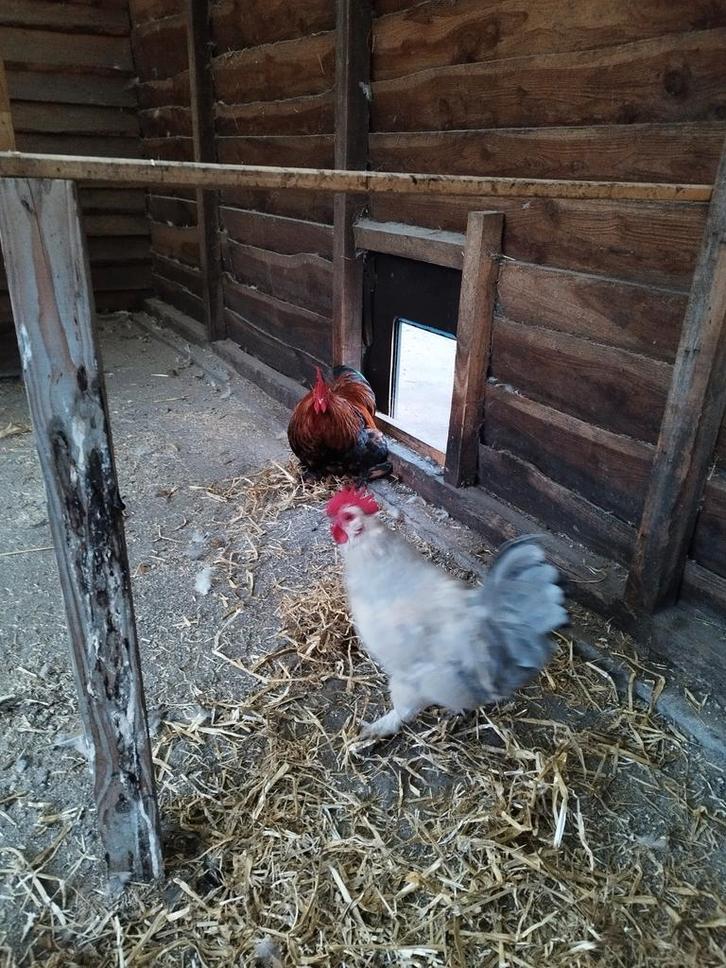 2 hanen gratis, Dieren en Toebehoren, Pluimvee