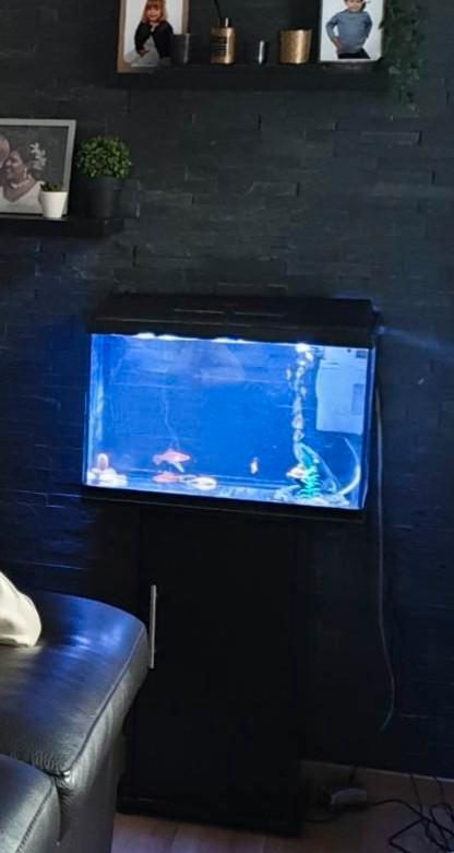 Aquarium met alles erop en eraan te koop, Dieren en Toebehoren, Vissen | Aquaria en Toebehoren, Ophalen