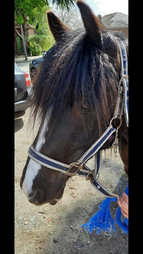 Sport C pony te koop, Dieren en Toebehoren, Pony's