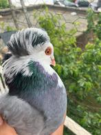 Te koop: Twee duiven (mannetje en vrouwtje), Dieren en Toebehoren, Vogels | Duiven