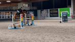 Lieve, knappe spring-sportpony, Dieren en Toebehoren, Pony's, Gechipt, Ruin, M, Springpony