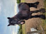2jarige trekpaard hengst, Dieren en Toebehoren, Paarden, Hengst, 160 tot 165 cm, Met stamboom, 0 tot 2 jaar