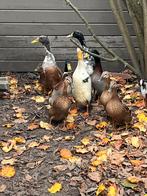 Eendjes, Dieren en Toebehoren, Pluimvee