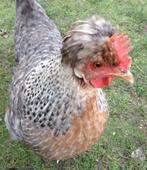 Ik zoek enkele legbar hennen en haan, Dieren en Toebehoren, Pluimvee