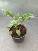 Echinacea Purpurea, Zomer, Vaste plant, Overige soorten, Ophalen