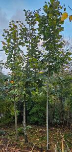 Lindebomen, Jardin & Terrasse, Plantes | Arbres, Enlèvement, Espalier