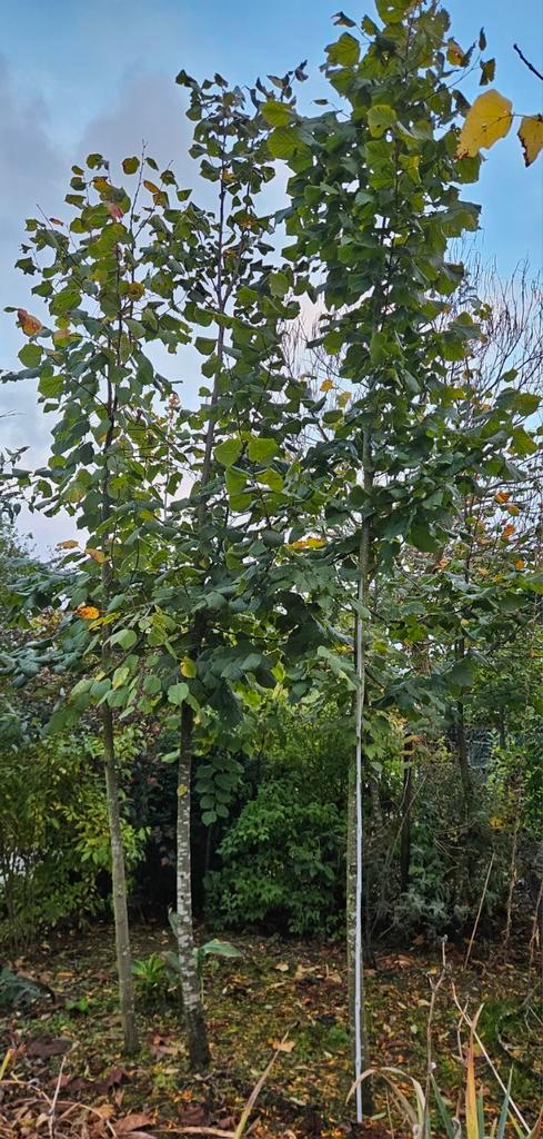 Lindebomen, Tuin en Terras, Planten | Bomen, Leiboom, Ophalen