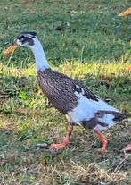 Indische loopeend koppel met kuifje, Dieren en Toebehoren, Pluimvee, Meerdere dieren, Eend