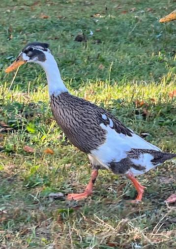 Indische loopeend koppel met kuifje beschikbaar voor biedingen