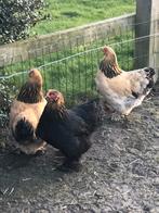 Brahma krielen diverse kleuren, Dieren en Toebehoren, Pluimvee, Meerdere dieren, Kip