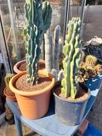 Cactussen en vetplanten.  Eigen kweek., Tuin en Terras, Planten | Tuinplanten, Ophalen