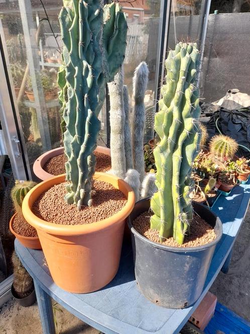 Cactussen en vetplanten.  Eigen kweek., Tuin en Terras, Planten | Tuinplanten, Ophalen