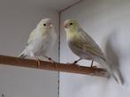 Kanaries agaat opaal geel mozaïek, Dieren en Toebehoren, Vogels | Kanaries, Kleurkanarie
