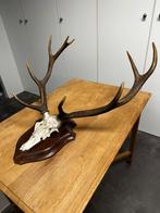 Hertengewei met gietijzeren schedel, Ophalen