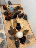 Cochin kriel hanen 2025, Dieren en Toebehoren