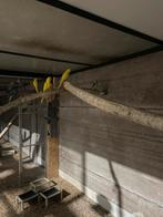 Halsbandparkieten, Dieren en Toebehoren, Meerdere dieren, Parkiet, Geringd