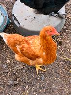 Mooie jonge sier/leg kippen, Dieren en Toebehoren, Kip