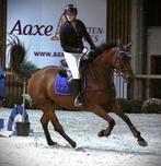 Springpaard gezocht, Dieren en Toebehoren, Springpaard, Zadelmak, 165 tot 170 cm, Merrie
