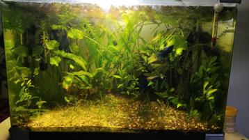 Aquarium (planten, vissen) disponible aux enchères