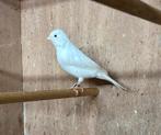 witte kanaries, Dieren en Toebehoren, Vogels | Overige Vogels, Mannelijk, Geringd