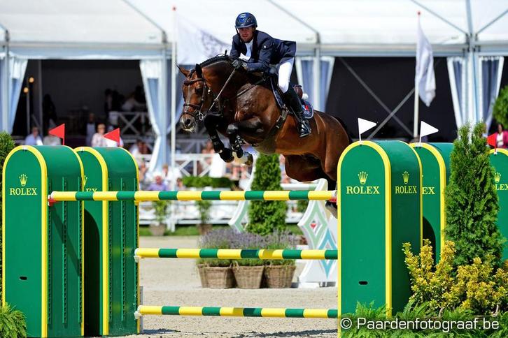 Embryo | Balou Du Reventon x 1.60 merrie (Sir Shutterfly), Dieren en Toebehoren, Paarden, Hengst