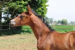 Te reserveren - top PRE merrieveulen geboren 23.04.2025, Merrie, Gechipt, Niet van toepassing, 0 tot 2 jaar