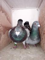 Kweek duivers. !!!!!, Dieren en Toebehoren, Vogels | Duiven