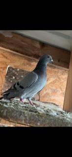 3 duiven te koop van 2025, Dieren en Toebehoren, Vogels | Duiven