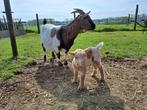 Dwerggeit mieke + mooi boklammetje, Dieren en Toebehoren, Schapen, Geiten en Varkens, Geit